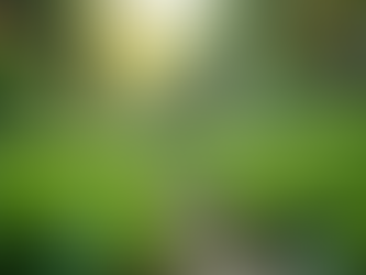 Transforming Your Backyard: Applying the 12 Permaculture Rules for Ecofriendly Landscape Design