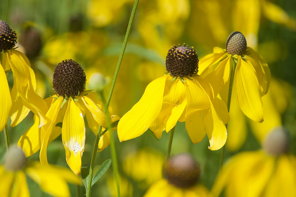 Prairie Coneflower (Ratibida columnifera)