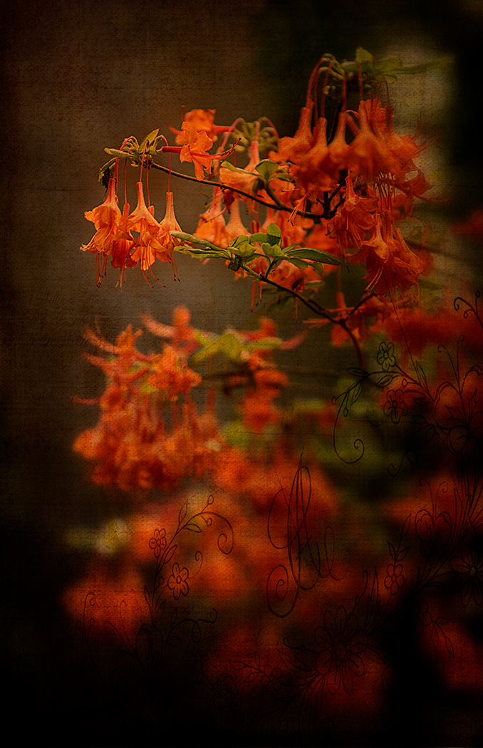 Rhododendron plus