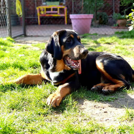 Hier ist der Hofhund Purzel schon ein bisschen älter und genießt das Wetter im Garten von Bauer Burkhard Sagel.