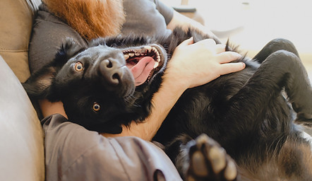 Cute Happy Dog