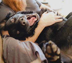 Cute Happy Dog