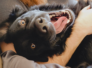 Cute Happy Dog