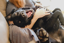 Dog Massage Courses