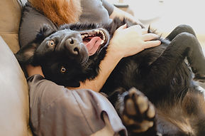 Cute Happy Dog