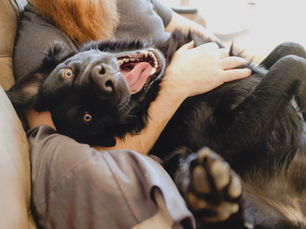 You can Make Pup 4-Ingredient, No-Bake Treats. Pup will flip
