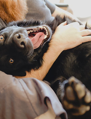 Playful Black Dog
