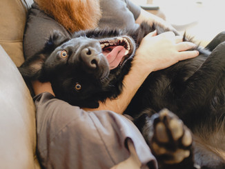 Cute Happy Dog