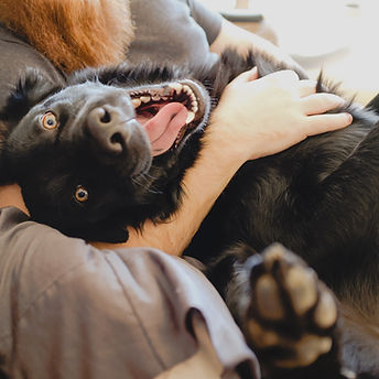 Playful Black Dog