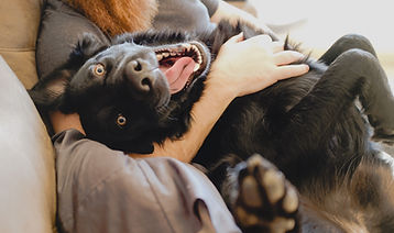 Nette Happy Dog