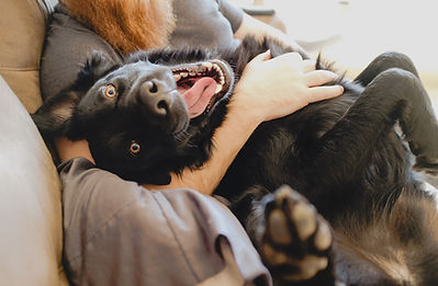 Cute Happy Dog