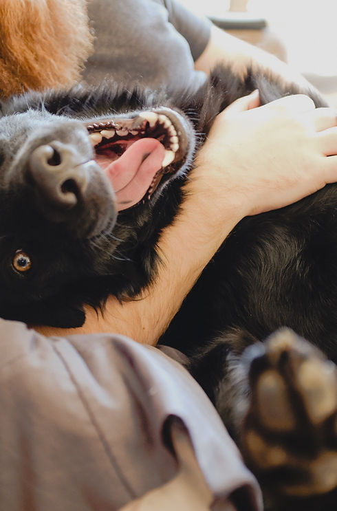 Cute Happy Dog
