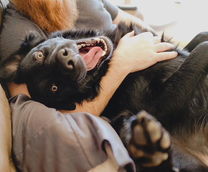 En glad og leken hund sammen med en dyrepasser