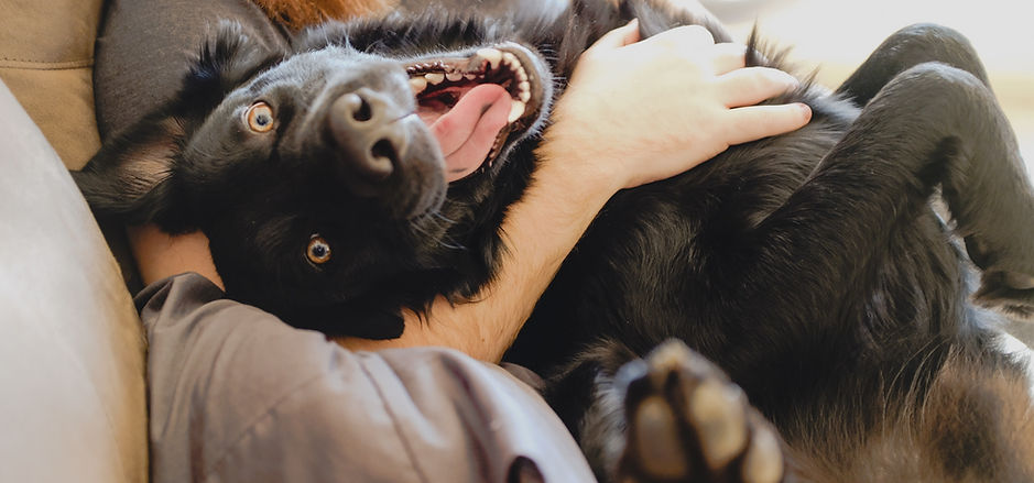 Mignon Happy Dog