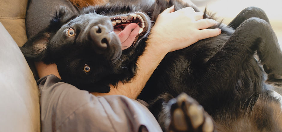 Cute Happy Dog