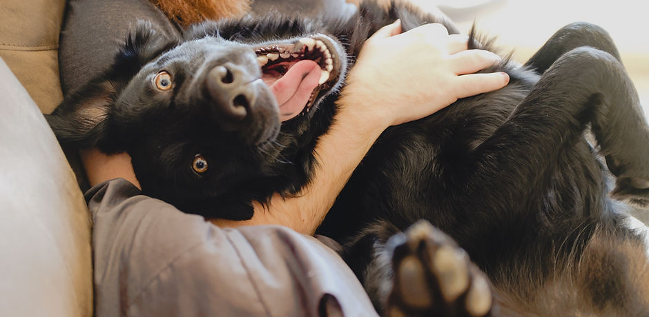 Cute Happy Dog