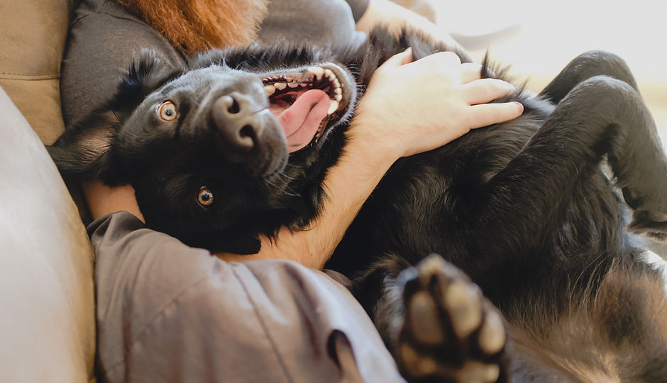 Cute Happy Dog