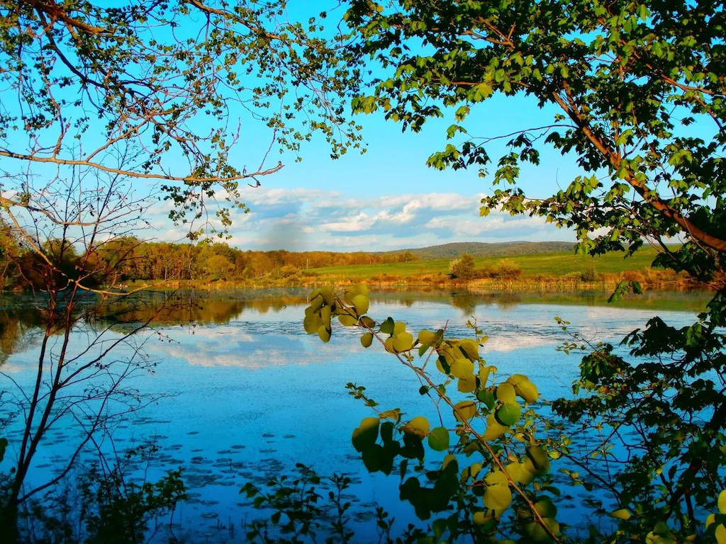 Ooms pond.webp