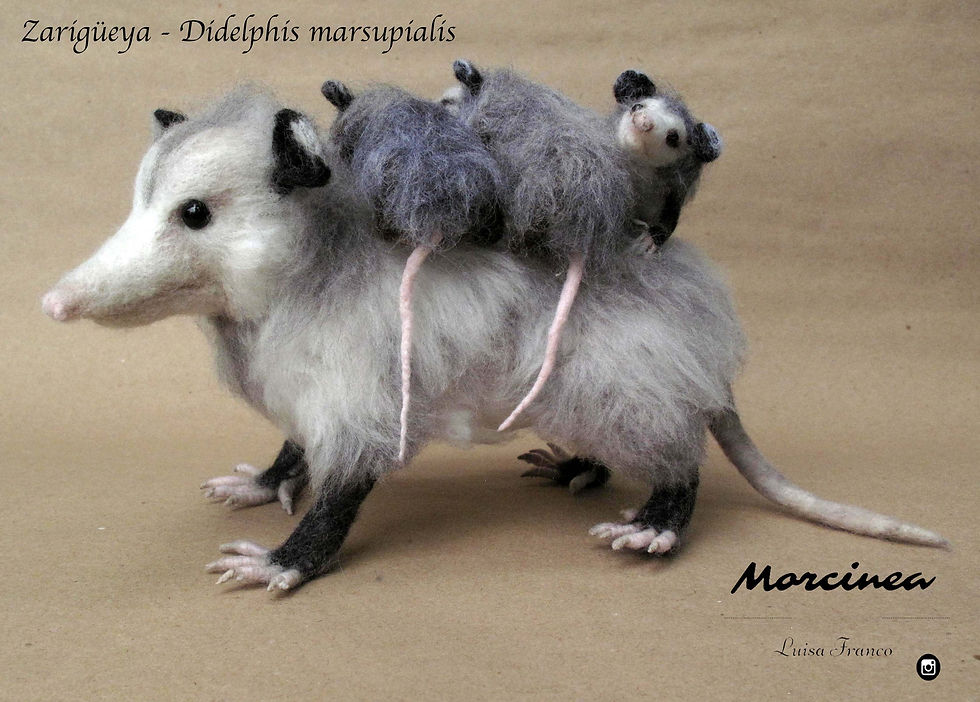 zarigueya fieltro. Didelphis marsupialis