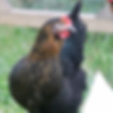 IMG_2162.JPEG