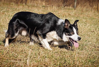 Lennon the border collie eyeing up his sheep