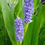 Thumbnail: Pontederia Cordata Pond Plant 