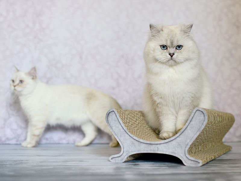 Miniatura: Cat-On Le Panier Scratcher - Asia Rust