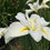 Thumbnail: White  Iris Marie Delores