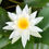 Thumbnail: Common Water Lily Plant Pond (white) (Mature Plant)