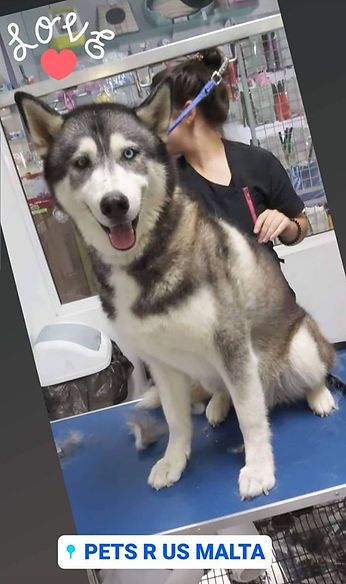 Dog Grooming. Malamute.