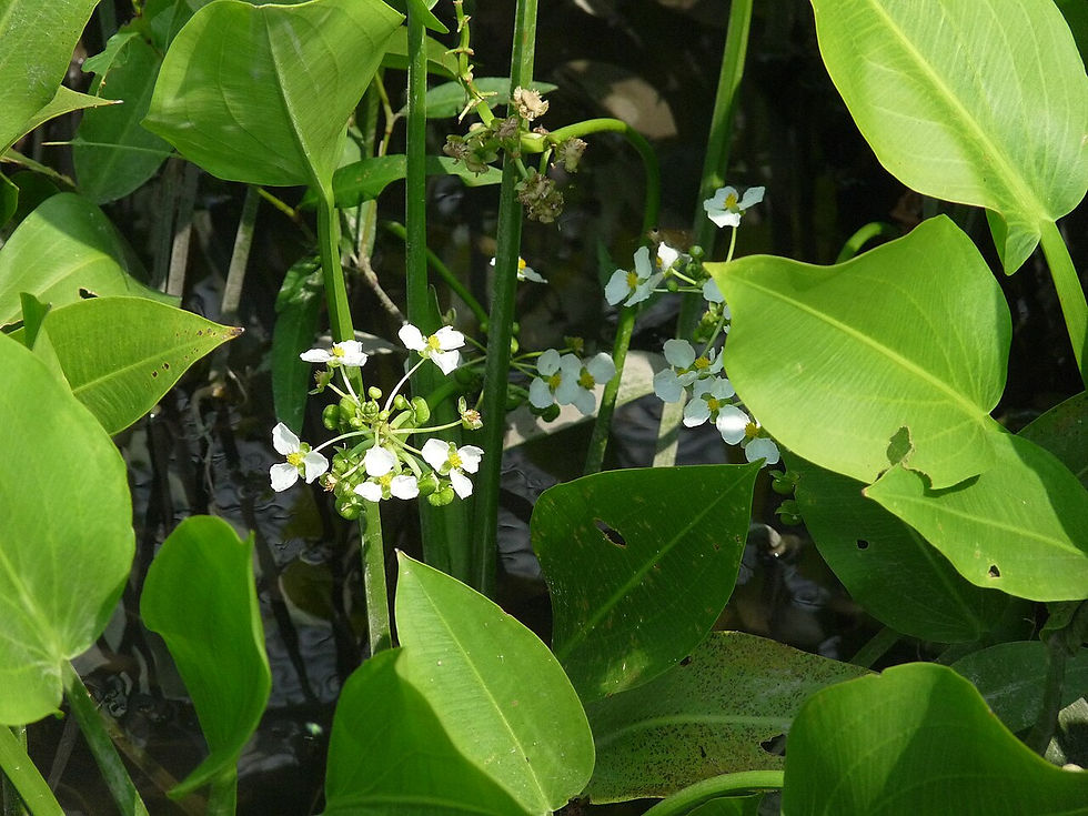 Delta Arrowhead (Sagittaria platyphylla), By Order