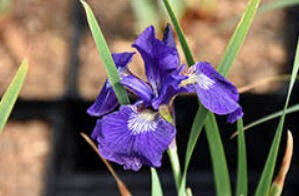 Miniatura: Blue Iris King creole Blue King ( Large Mature Plants)