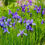 Thumbnail: Blue Iris King creole Blue King