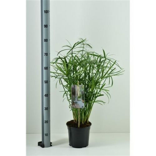 Umbrella Papyrus Large Plant