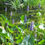 Thumbnail: Pontederia Cordata Pond Plant 