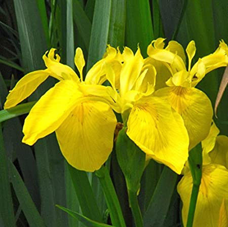 Iris Pseudacorus (Pond Plant)