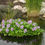 Miniatura: Pond Plants Floating Islands