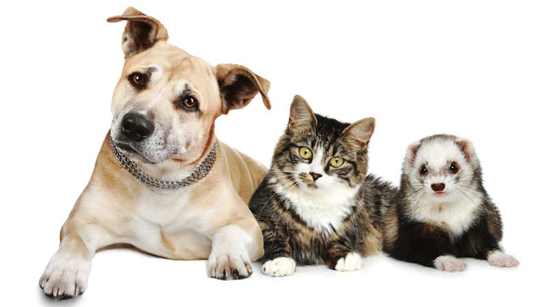 crop_bigstock-Staffordshire-Terrier-Cat-And-30270818.gif