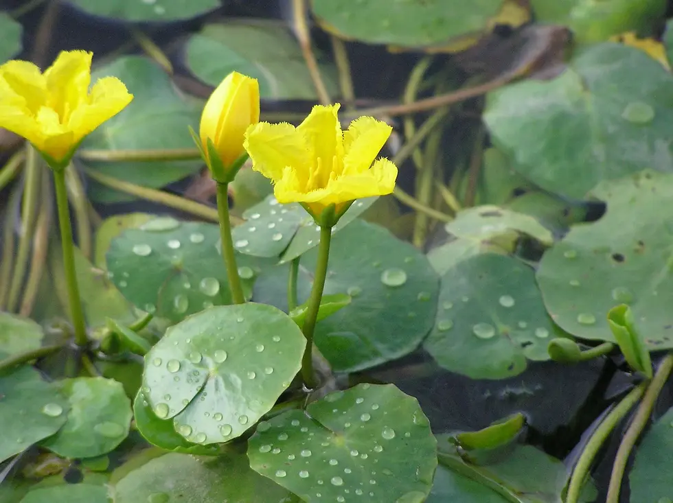 Thumbnail: Nymphoides Peltata Pond Plant (Very Rare)
