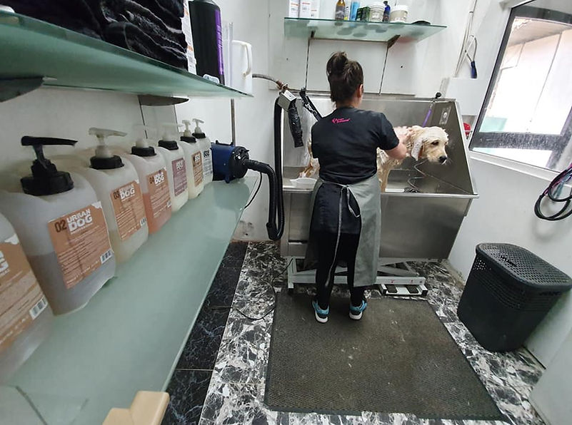 Dog Grooming. Washing.