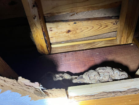 屋根裏のスズメ蜂の巣