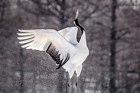 DSC_5760-Enhanced-NR.jpg