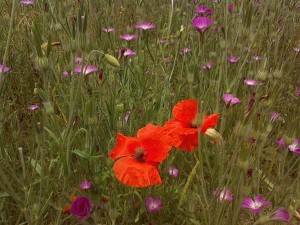 WIN_20150622_123021best