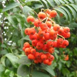 Wildlife gardening ideas