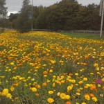 Wildflower landscaping