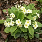 Yellow Flag Wildflowers Plant selection for shaded Garden Corners