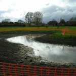 Wildflowers for wet areas