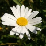 Wildflowers for wet areas