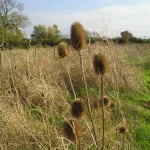 wildflower garden ideas