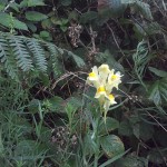 Wild flower gardening ideas